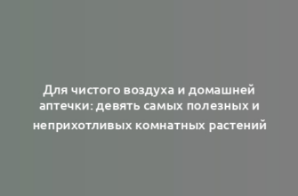 Для чистого воздуха и домашней аптечки: девять самых полезных и неприхотливых комнатных растений