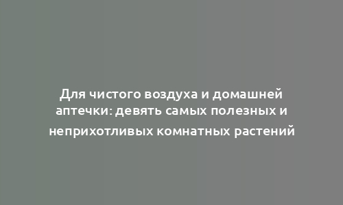 Для чистого воздуха и домашней аптечки: девять самых полезных и неприхотливых комнатных растений