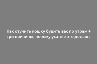 Как отучить кошку будить вас по утрам + три причины, почему усатые это делают