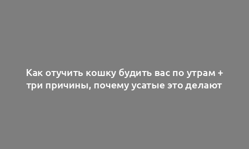 Как отучить кошку будить вас по утрам + три причины, почему усатые это делают