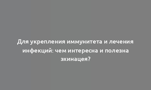 Для укрепления иммунитета и лечения инфекций: чем интересна и полезна эхинацея?