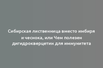 Сибирская лиственница вместо имбиря и чеснока, или Чем полезен дигидрокверцетин для иммунитета