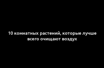 10 комнатных растений, которые лучше всего очищают воздух