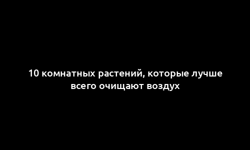 10 комнатных растений, которые лучше всего очищают воздух